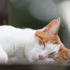 茶トラ白猫