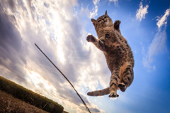 Cat Jump!