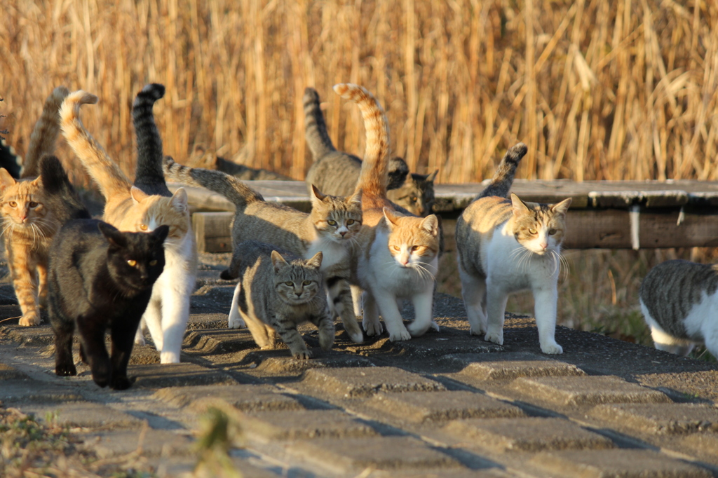 決戦！猫軍団！ by natusame （ID：1795903） - 写真共有サイト:PHOTOHITO