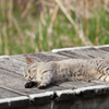 サバトラ猫