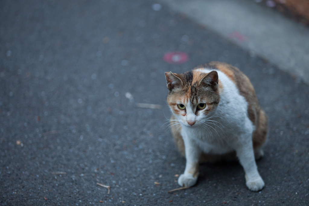 「もう帰っちゃうの・・・？」