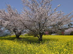 桜と菜の花のラプソディー