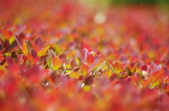 明紅