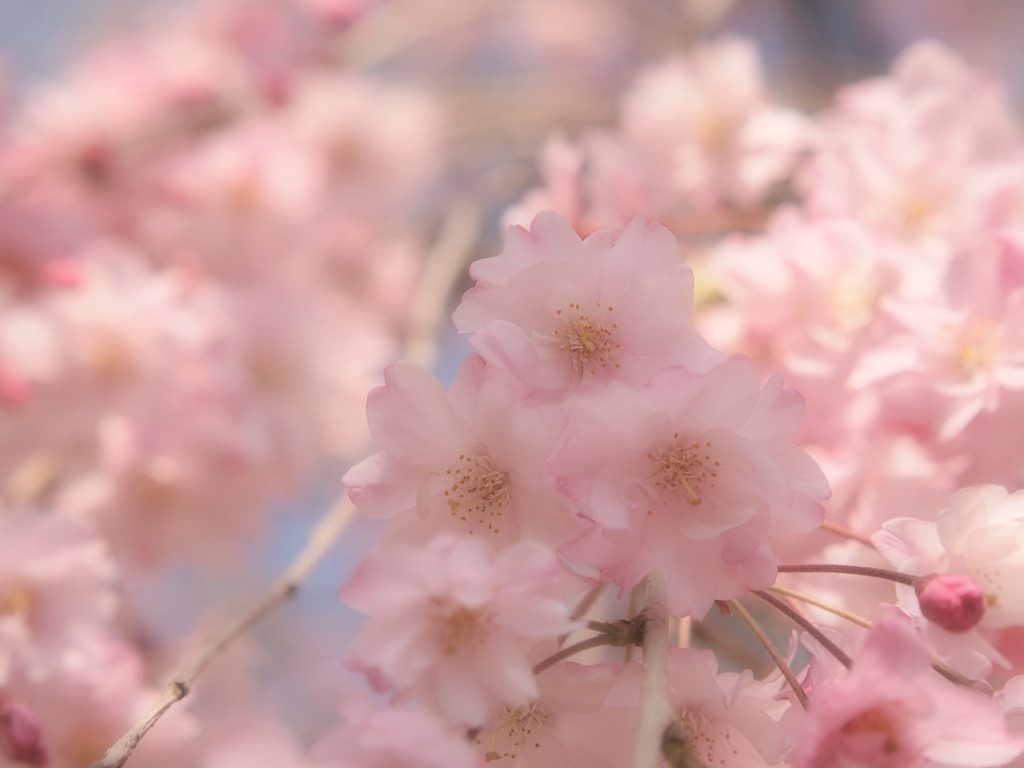 最後の淡