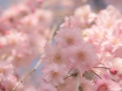 最後の淡
