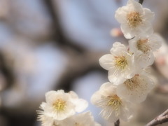 中山寺梅林002