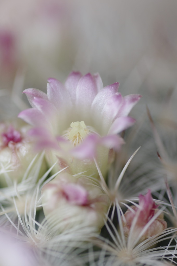 サボテンの花