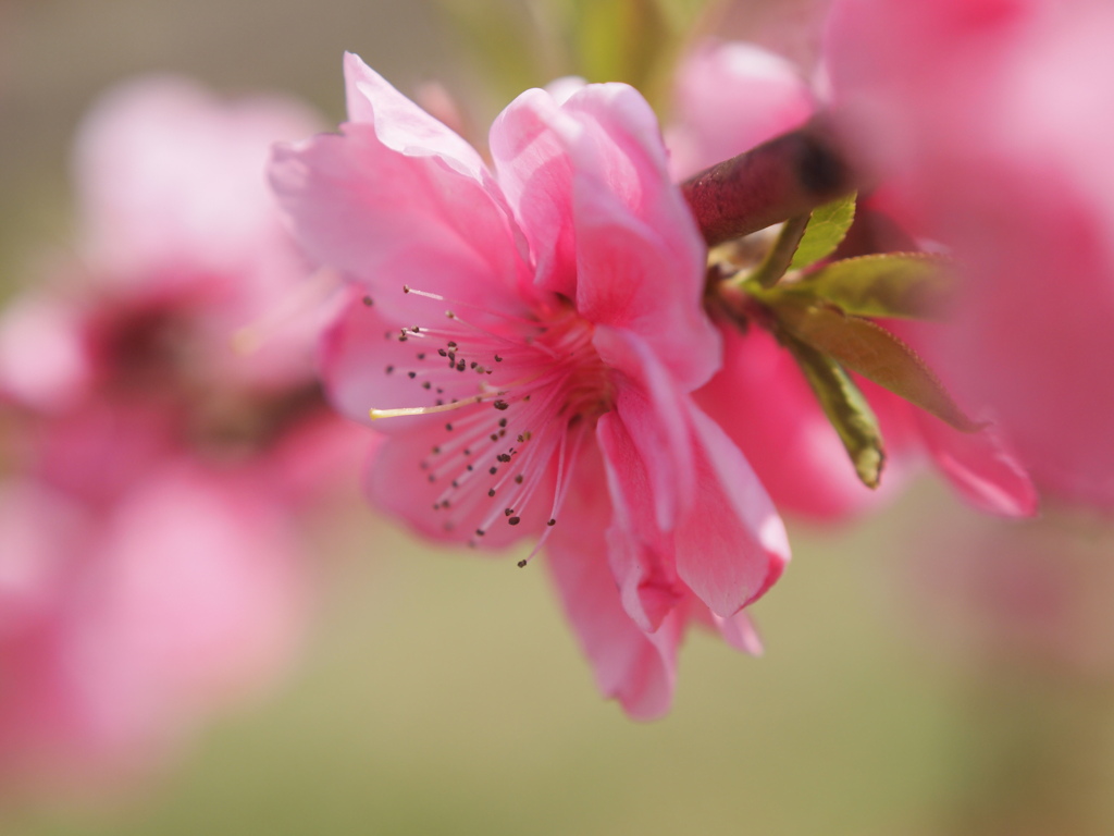 桃花