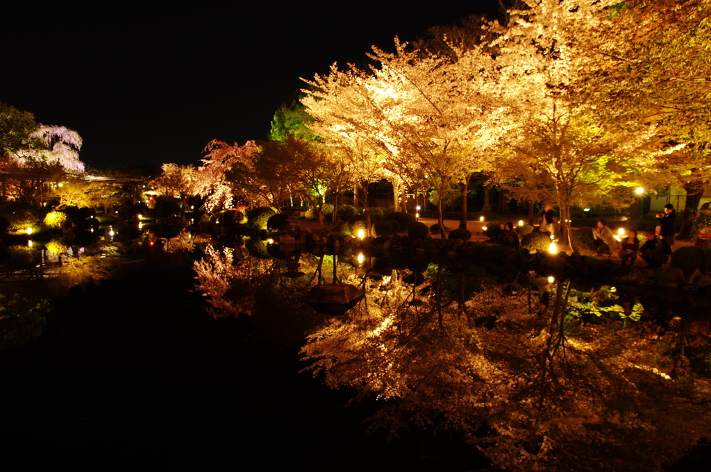 金輝桜