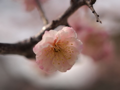 中山寺梅林005