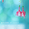 暑中お見舞い