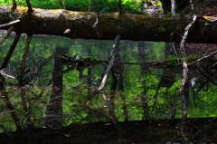 Água e verde fresco