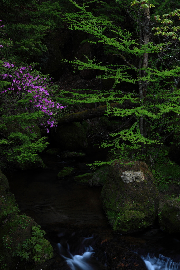 Azaléia e primavera