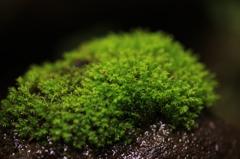 苔石