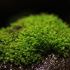 苔石