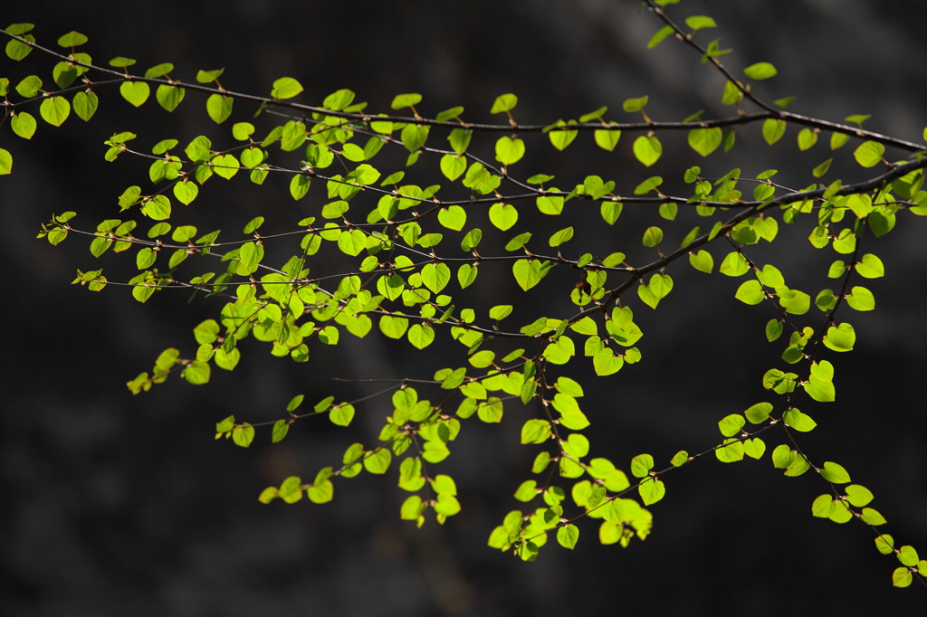 Verde fresco