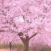 春よ来い