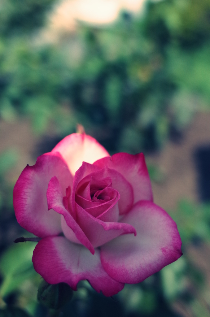 一輪の花