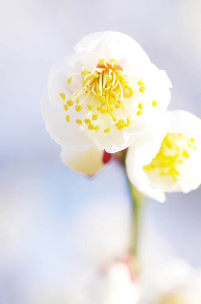 花から華へ
