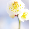 花から華へ