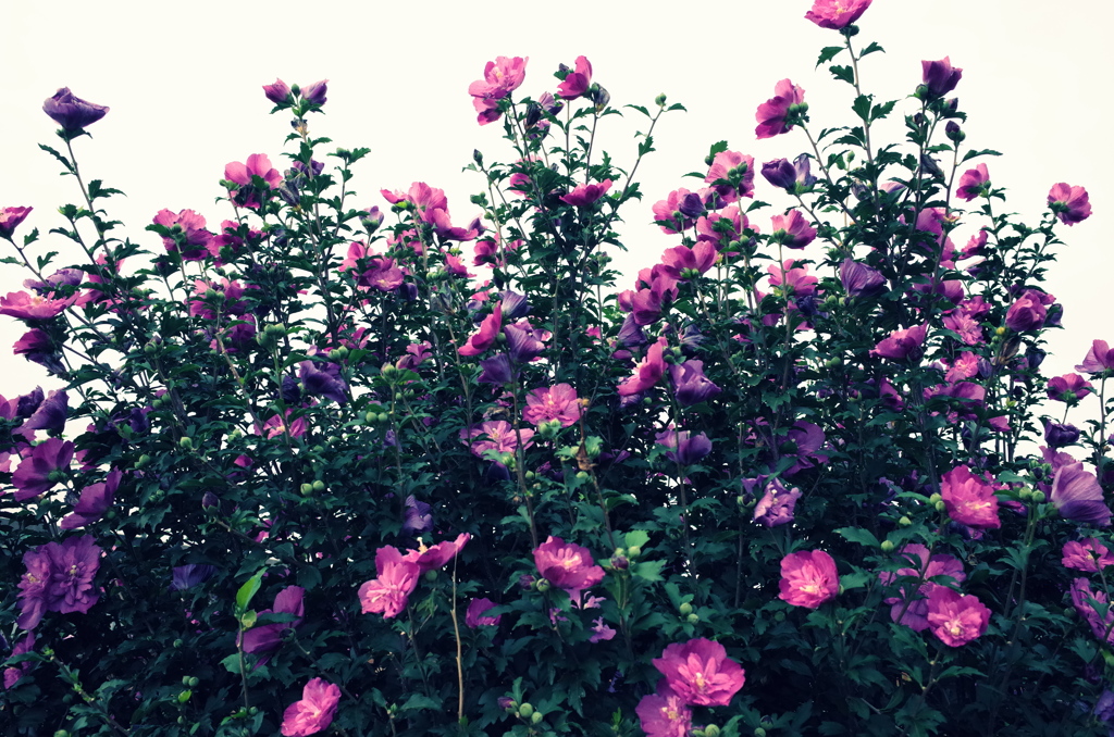 夢想花