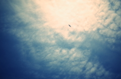 かもめが空を