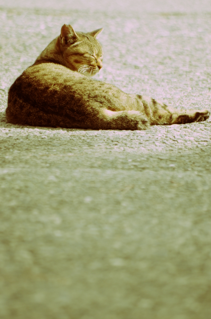 うたたねこ