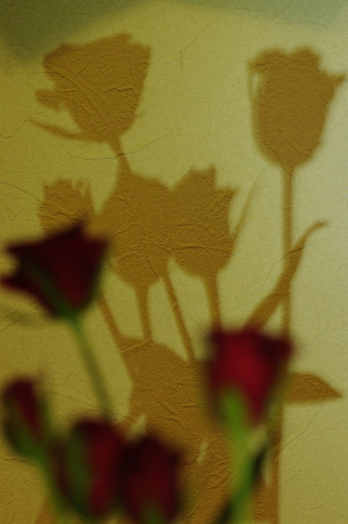 薔薇