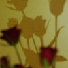 薔薇