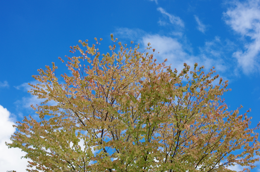 秋空