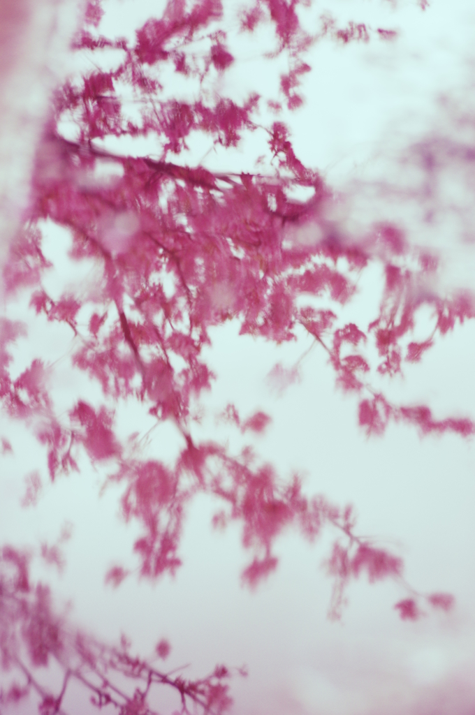 水桜