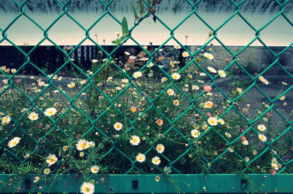 街角の花