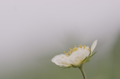 名もなき花