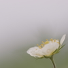 名もなき花