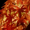 紅照
