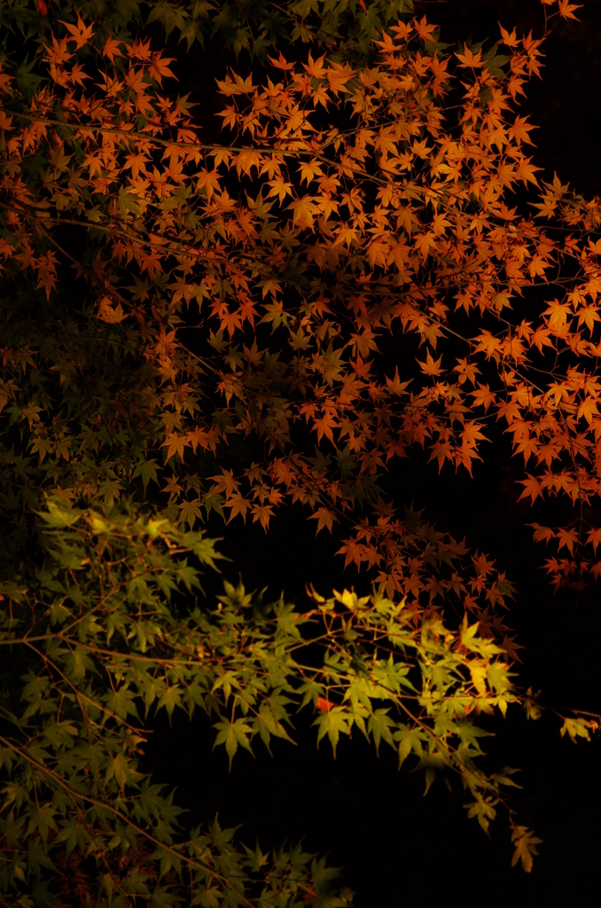 紅葉乃舞