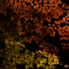 紅葉乃舞
