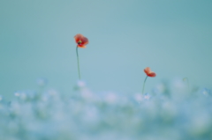 SKYBLUE