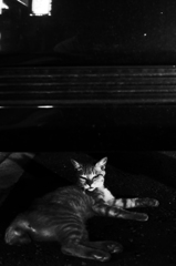 悪猫