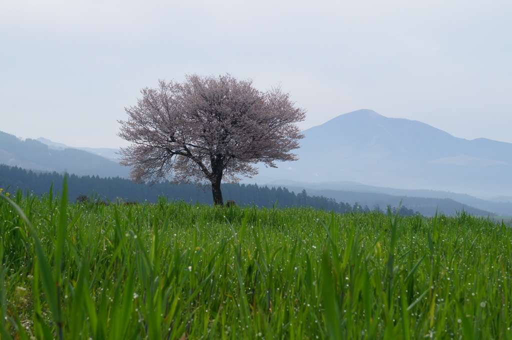 前原の一本桜 By スガさん Id 写真共有サイト Photohito