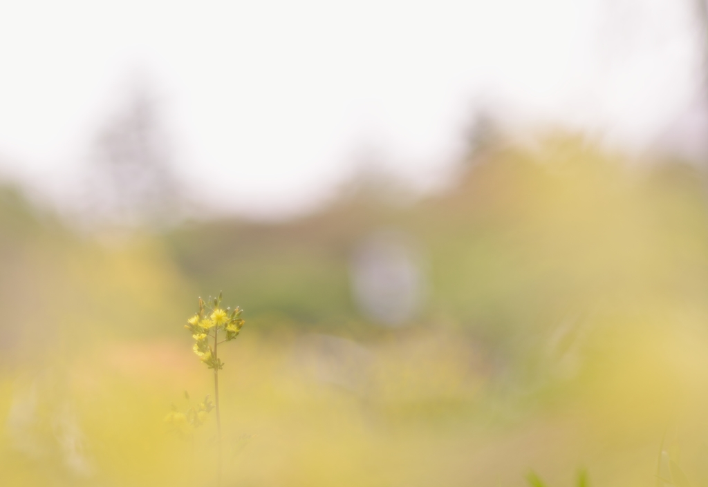 朧の中に