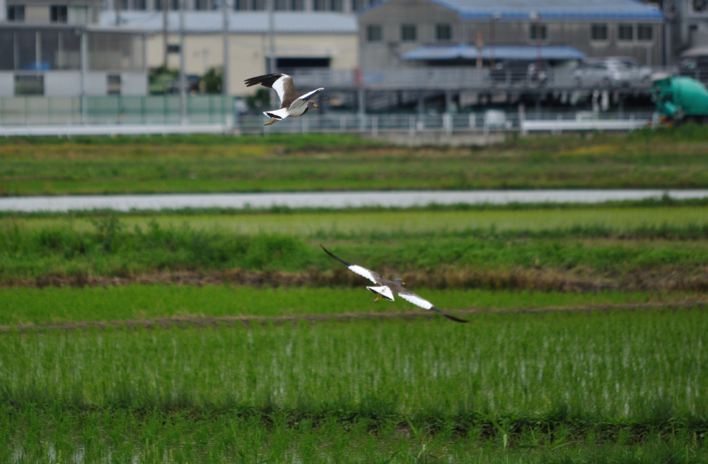 初鳥撮り