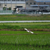 初鳥撮り