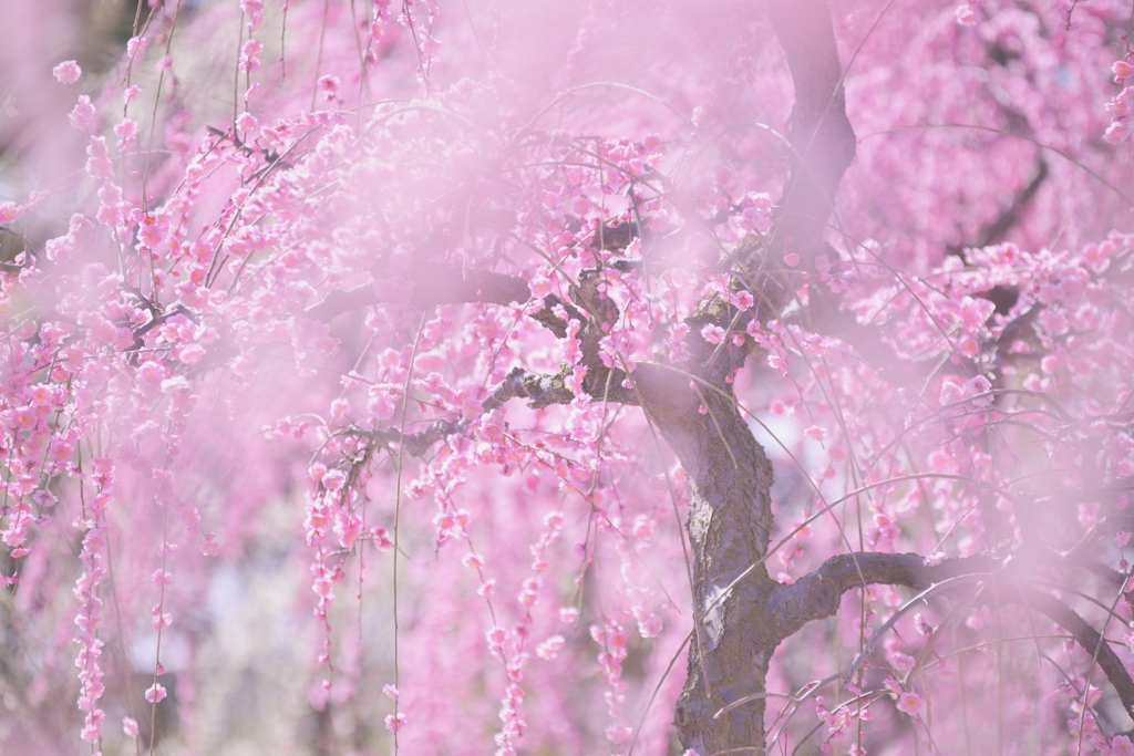 Shower of the ume blossoms