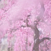 Shower of the ume blossoms