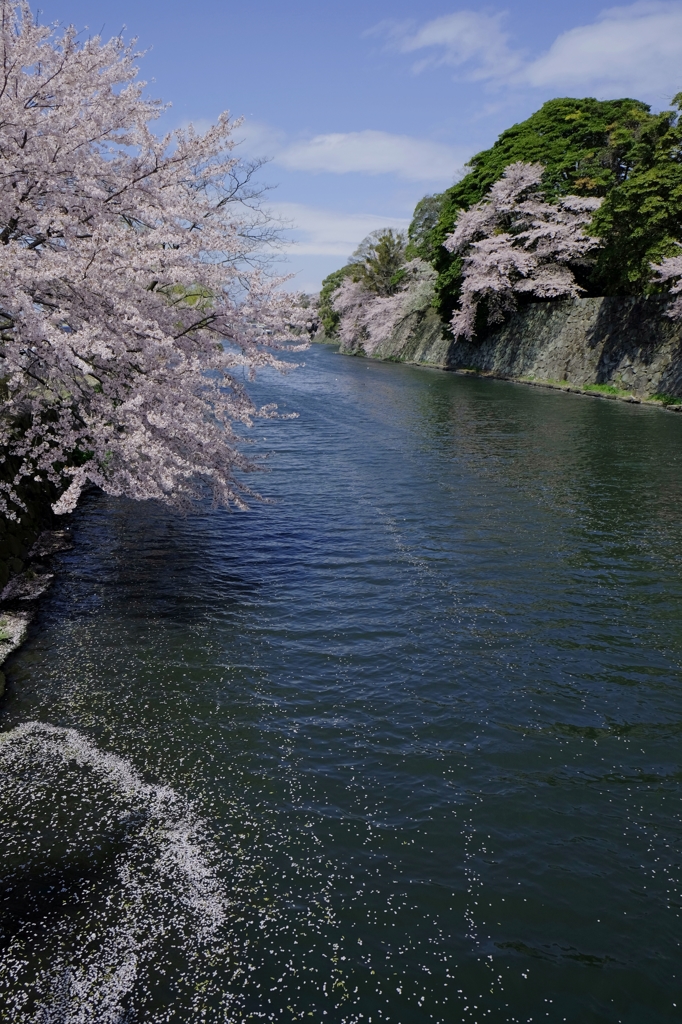 散り際