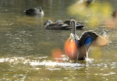 鳥って