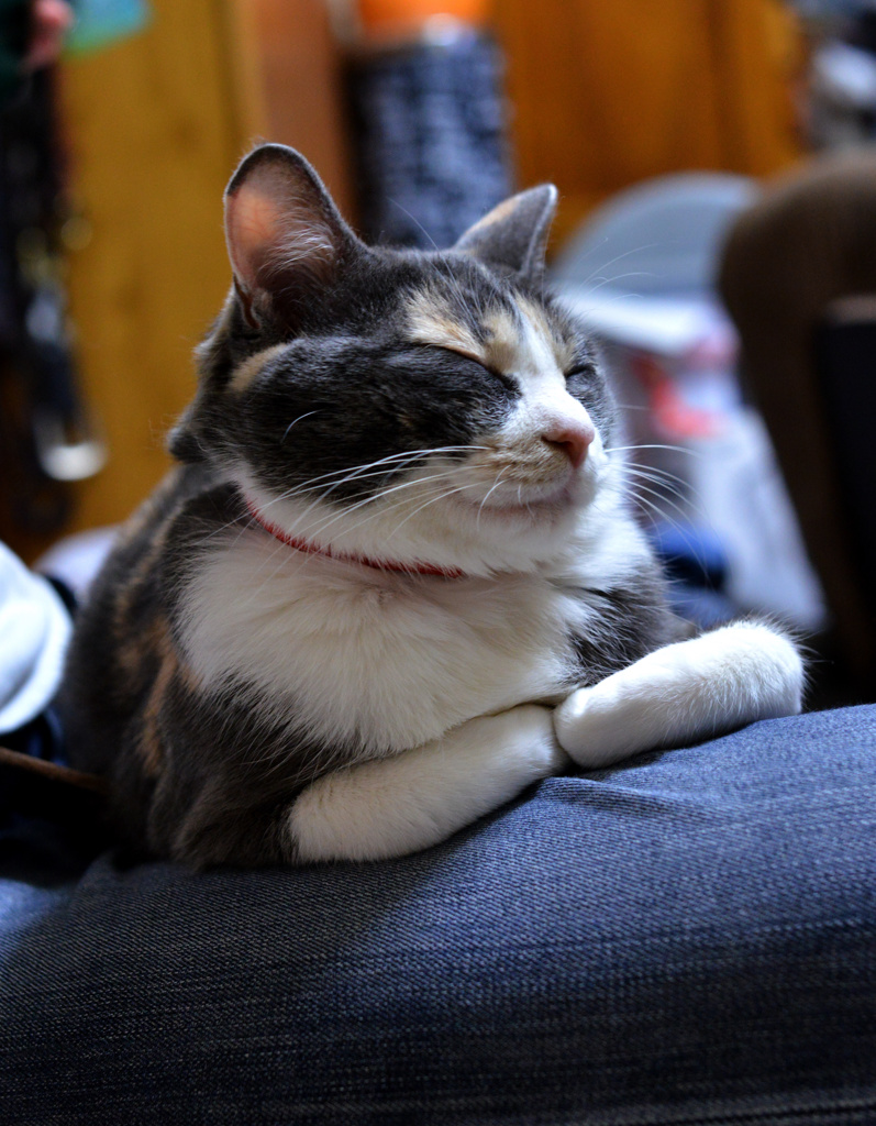 ドラ(息子)の膝の上の猫
