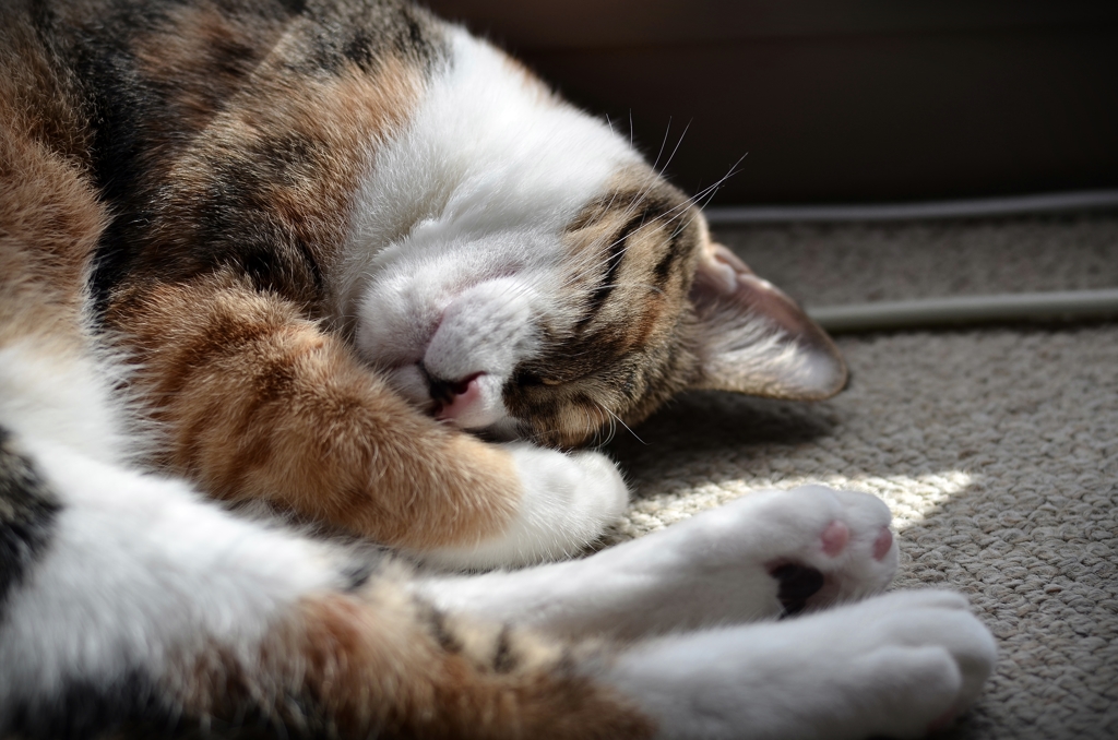 小さなひだまりの中で