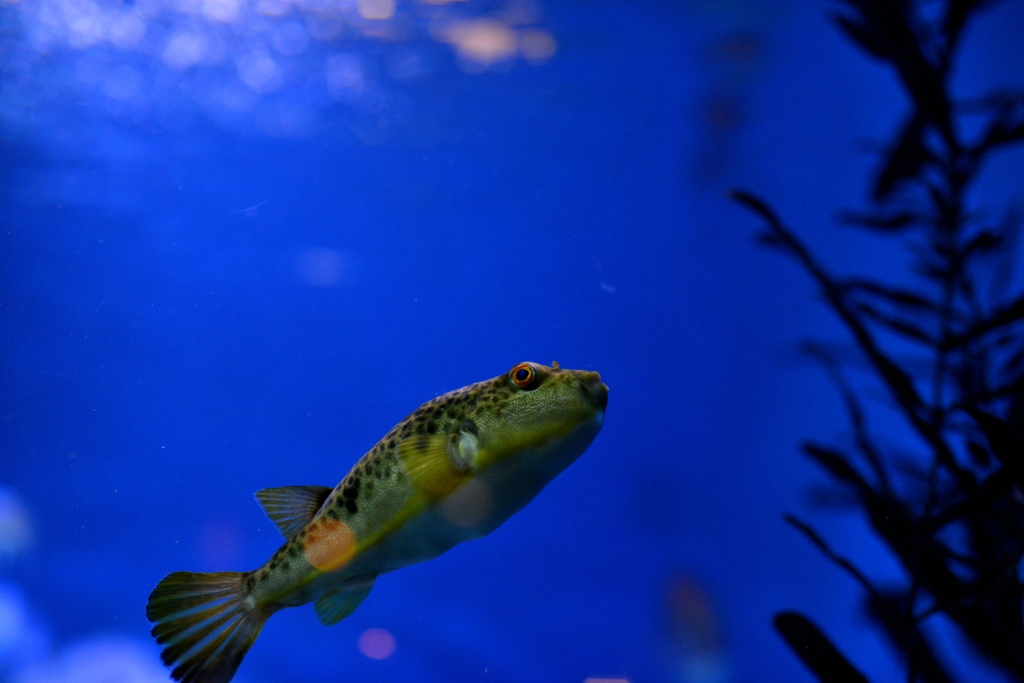 名古屋港水族館